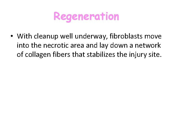 Regeneration • With cleanup well underway, fibroblasts move into the necrotic area and lay Regeneration • With cleanup well underway, fibroblasts move into the necrotic area and lay