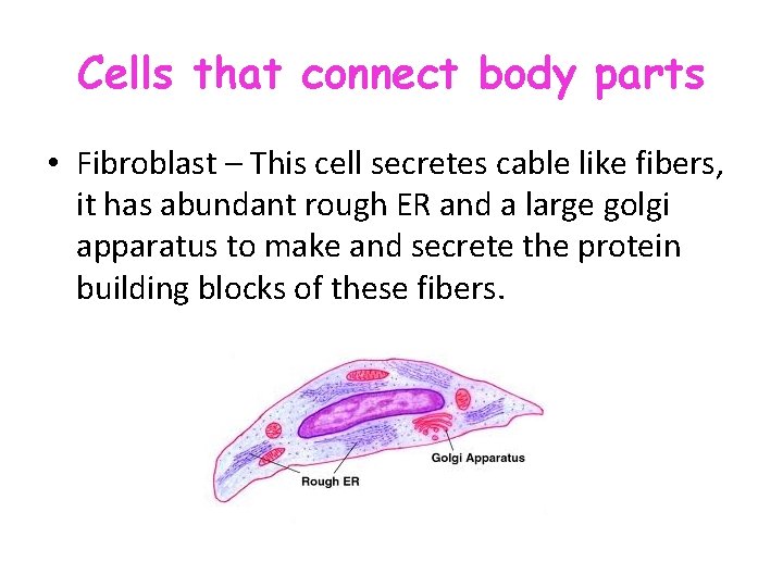 Cells that connect body parts • Fibroblast – This cell secretes cable like fibers, Cells that connect body parts • Fibroblast – This cell secretes cable like fibers,