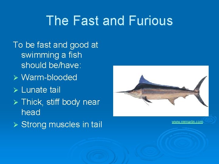 The Fast and Furious To be fast and good at swimming a fish should