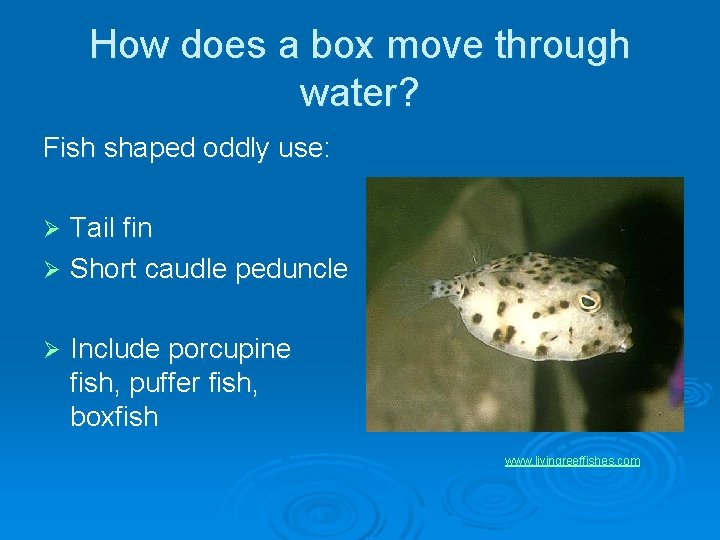 How does a box move through water? Fish shaped oddly use: Tail fin Ø
