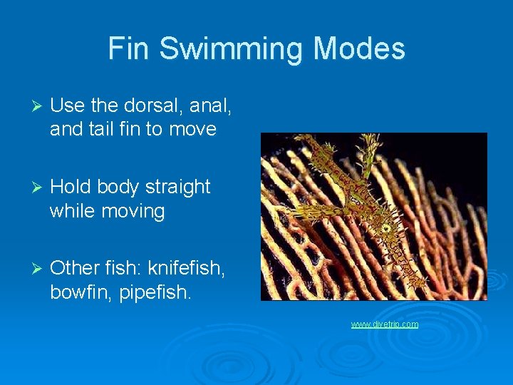 Fin Swimming Modes Ø Use the dorsal, and tail fin to move Ø Hold