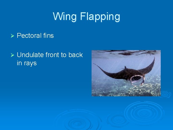 Wing Flapping Ø Pectoral fins Ø Undulate front to back in rays 