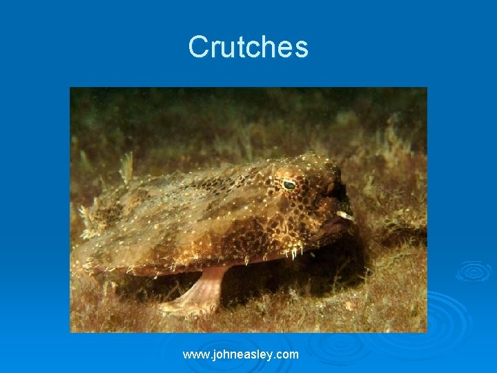 Crutches www. johneasley. com 