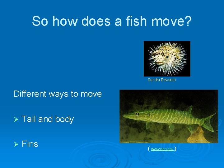 So how does a fish move? Sandra Edwards Different ways to move Ø Tail