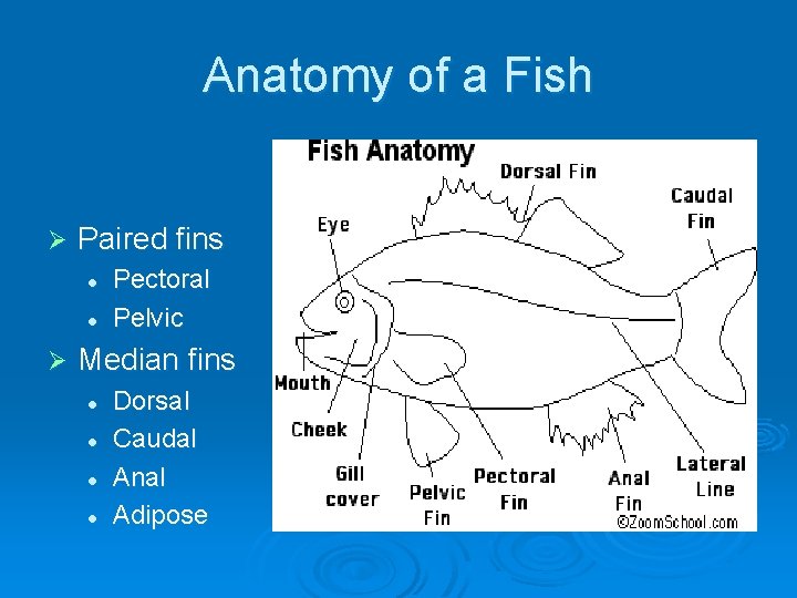 Anatomy of a Fish Ø Paired fins l l Ø Pectoral Pelvic Median fins