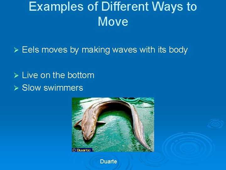 Examples of Different Ways to Move Ø Eels moves by making waves with its