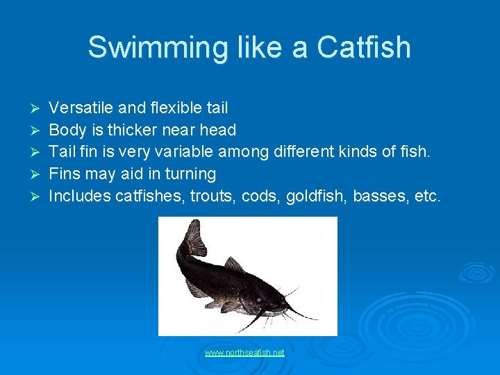 Swimming like a Catfish Ø Ø Ø Versatile and flexible tail Body is thicker