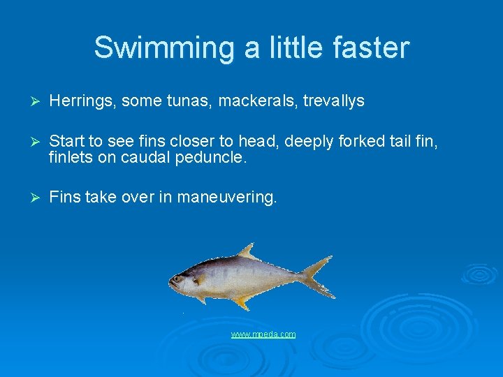 Swimming a little faster Ø Herrings, some tunas, mackerals, trevallys Ø Start to see