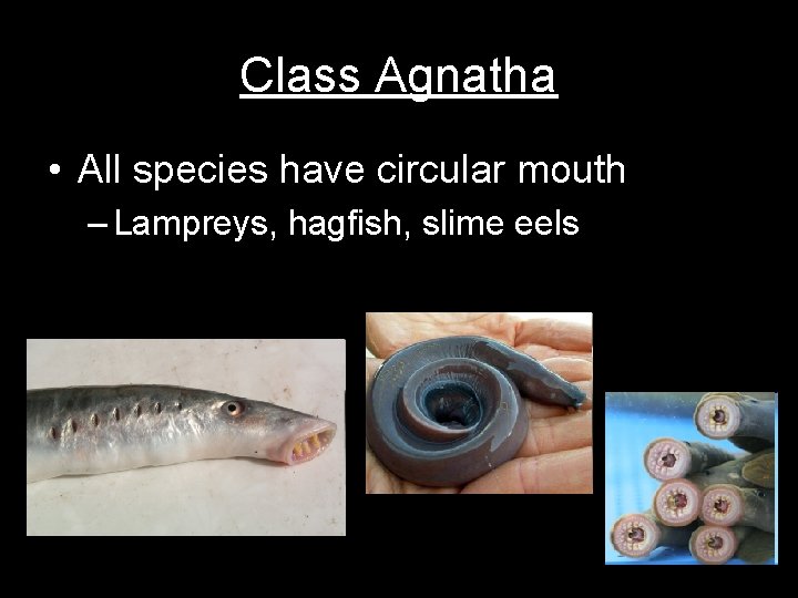 Class Agnatha • All species have circular mouth – Lampreys, hagfish, slime eels 