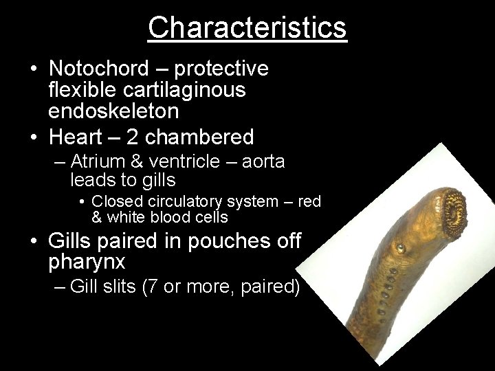 Characteristics • Notochord – protective flexible cartilaginous endoskeleton • Heart – 2 chambered –