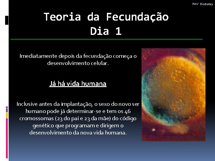 PAV Bochatey Teoria da Fecundação Dia 1 Imediatamente depois da fecundação começa o desenvolvimento