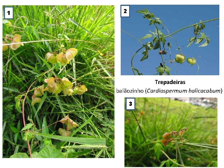 1 2 Trepadeiras balãozinho (Cardiospermum halicacabum) 3 