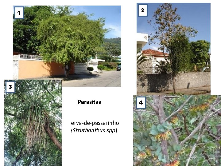 2 1 3 Parasitas erva-de-passarinho (Struthanthus spp) 4 