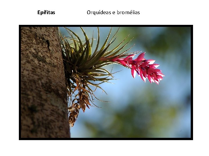 Epífitas Orquídeas e bromélias 