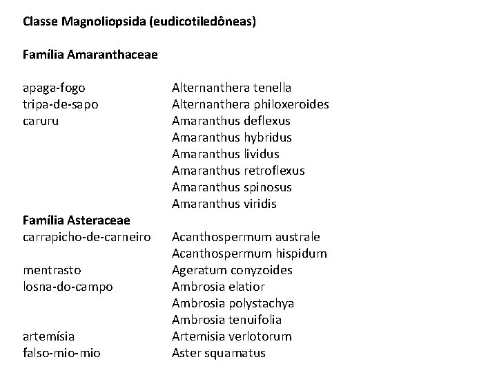 Classe Magnoliopsida (eudicotiledôneas) Família Amaranthaceae apaga-fogo tripa-de-sapo caruru Família Asteraceae carrapicho-de-carneiro mentrasto losna-do-campo artemísia