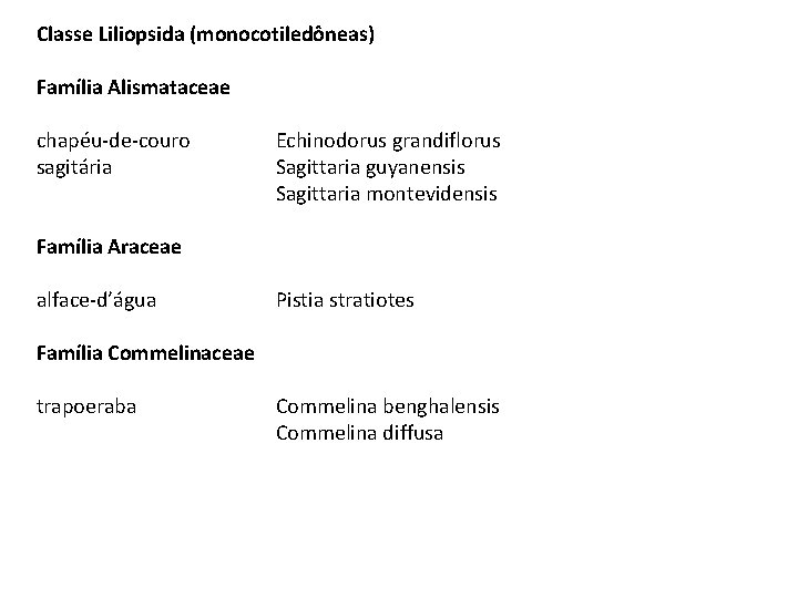 Classe Liliopsida (monocotiledôneas) Família Alismataceae chapéu-de-couro sagitária Echinodorus grandiflorus Sagittaria guyanensis Sagittaria montevidensis Família