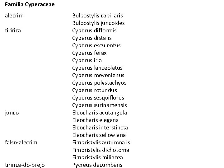 Família Cyperaceae alecrim tiririca junco falso-alecrim tiririca-do-brejo Bulbostylis capillaris Bulbostylis juncoides Cyperus difformis Cyperus