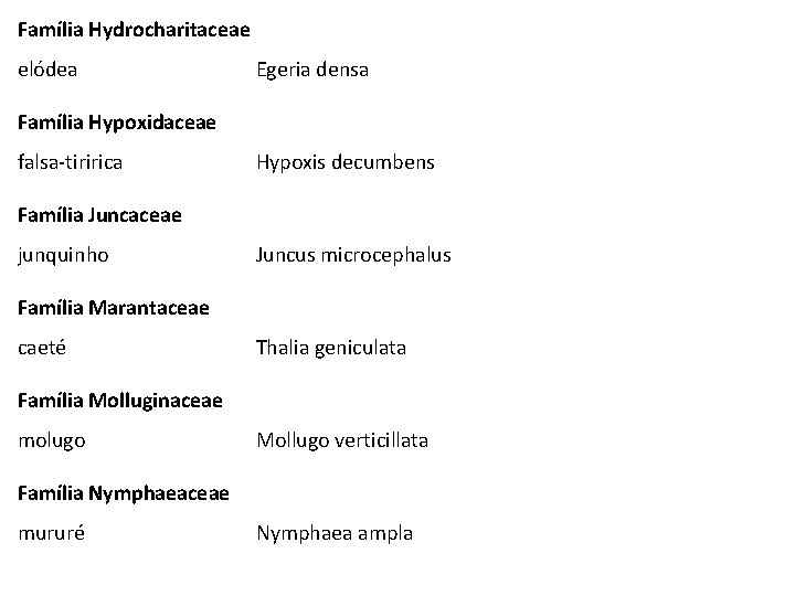 Família Hydrocharitaceae elódea Egeria densa Família Hypoxidaceae falsa-tiririca Hypoxis decumbens Família Juncaceae junquinho Juncus