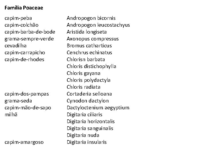 Família Poaceae capim-peba capim-colchão capim-barba-de-bode grama-sempre-verde cevadilha capim-carrapicho capim-de-rhodes capim-dos-pampas grama-seda capim-mão-de-sapo milhã capim-amargoso