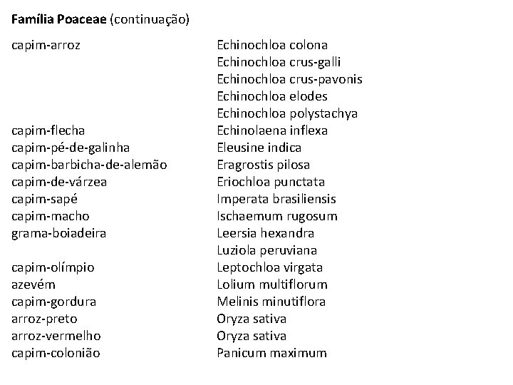 Família Poaceae (continuação) capim-arroz capim-flecha capim-pé-de-galinha capim-barbicha-de-alemão capim-de-várzea capim-sapé capim-macho grama-boiadeira capim-olímpio azevém capim-gordura