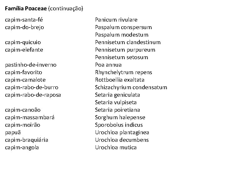 Família Poaceae (continuação) capim-santa-fé capim-do-brejo capim-quicuio capim-elefante pastinho-de-inverno capim-favorito capim-camalote capim-rabo-de-burro capim-rabo-de-raposa capim-canoão capim-massambará