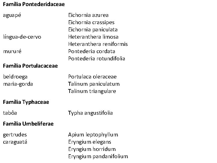 Família Pontederidaceae aguapé língua-de-cervo mururé Família Portulacaceae beldroega maria-gorda Eichornia azurea Eichornia crassipes Eichornia