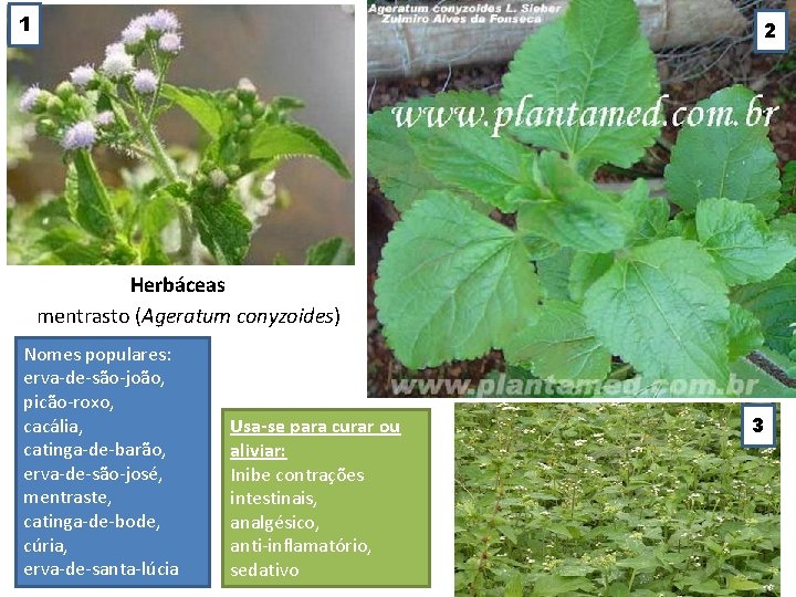 1 2 Herbáceas mentrasto (Ageratum conyzoides) Nomes populares: erva-de-são-joão, picão-roxo, cacália, catinga-de-barão, erva-de-são-josé, mentraste,