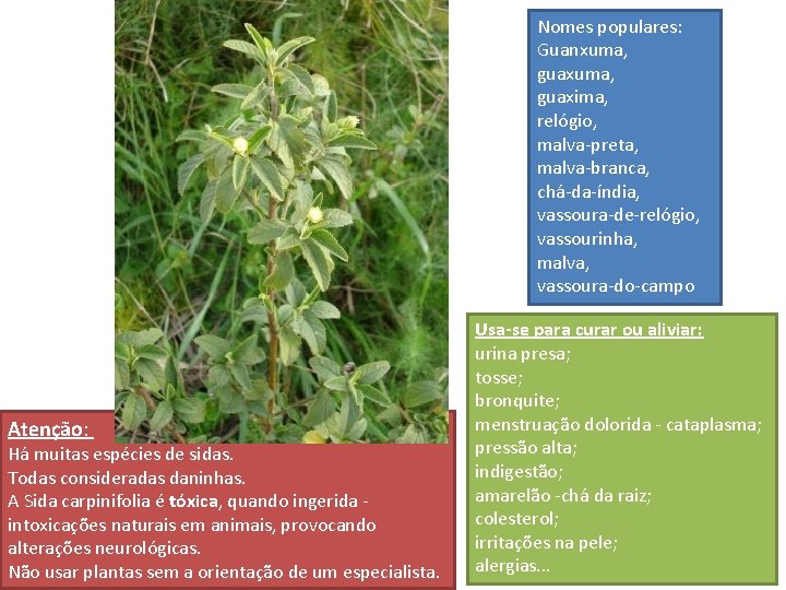 Nomes populares: Guanxuma, guaxima, relógio, malva-preta, malva-branca, chá-da-índia, vassoura-de-relógio, vassourinha, malva, vassoura-do-campo Atenção: Há