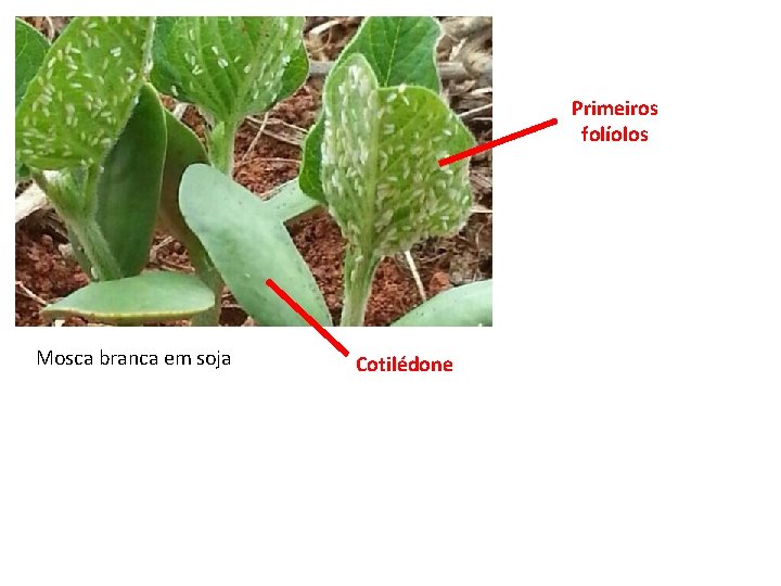 Primeiros folíolos Mosca branca em soja Cotilédone 