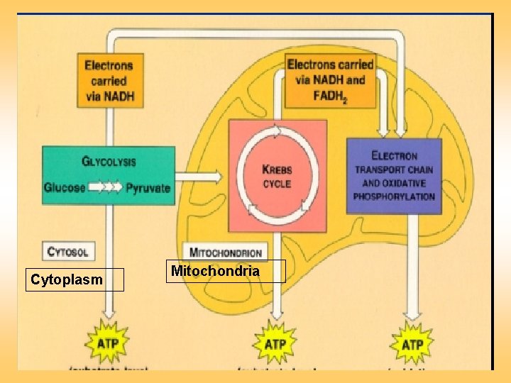 Cytoplasm Mitochondria 
