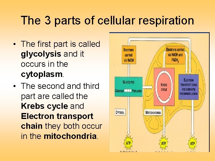 The 3 parts of cellular respiration • The first part is called glycolysis and