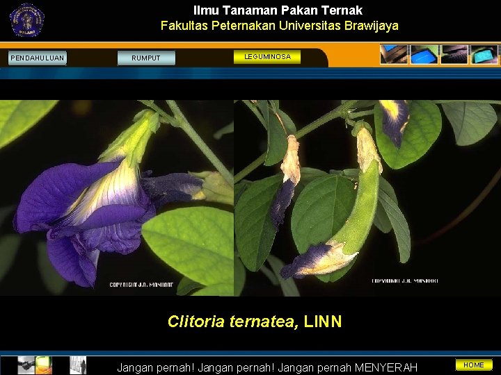 Ilmu Tanaman Pakan Ternak Fakultas Peternakan Universitas Brawijaya PENDAHULUAN RUMPUT LEGUMINOSA Clitoria ternatea, LINN