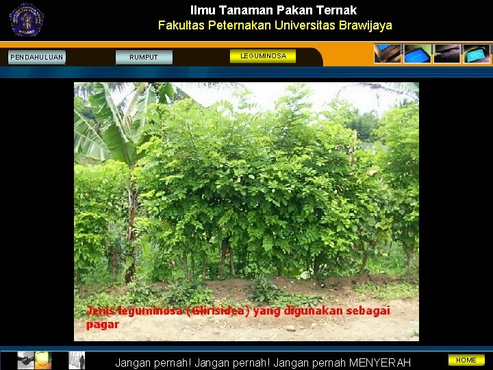 Ilmu Tanaman Pakan Ternak Fakultas Peternakan Universitas Brawijaya PENDAHULUAN RUMPUT LEGUMINOSA Jangan pernah! Jangan