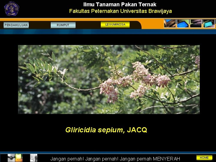 Ilmu Tanaman Pakan Ternak Fakultas Peternakan Universitas Brawijaya PENDAHULUAN RUMPUT LEGUMINOSA Gliricidia sepium, JACQ