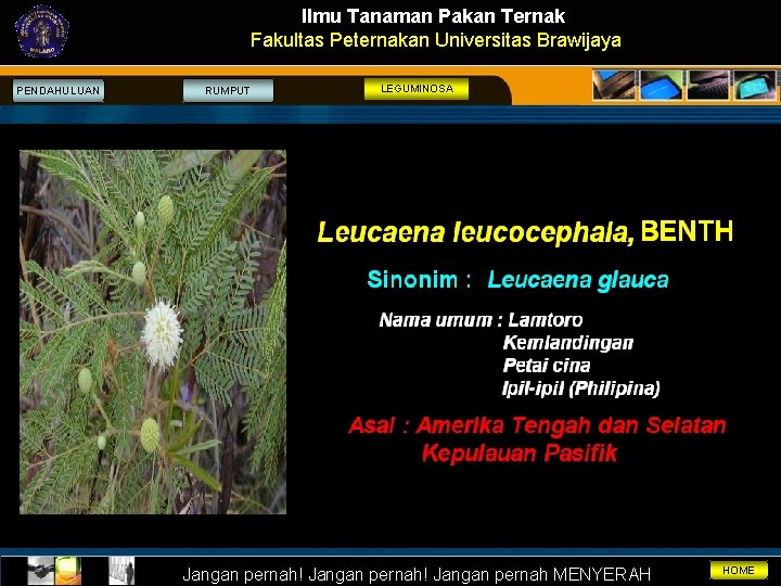 Ilmu Tanaman Pakan Ternak Fakultas Peternakan Universitas Brawijaya PENDAHULUAN RUMPUT LEGUMINOSA Jangan pernah! Jangan