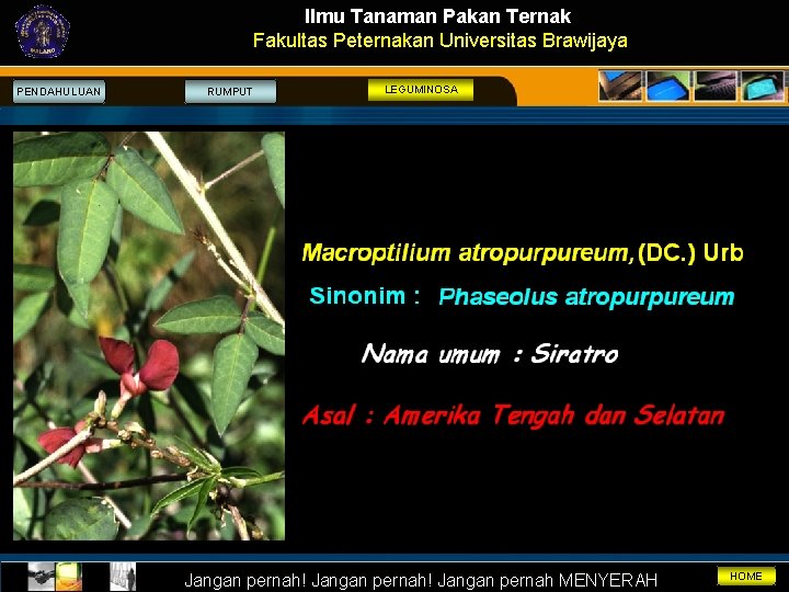 Ilmu Tanaman Pakan Ternak Fakultas Peternakan Universitas Brawijaya PENDAHULUAN RUMPUT LEGUMINOSA Jangan pernah! Jangan