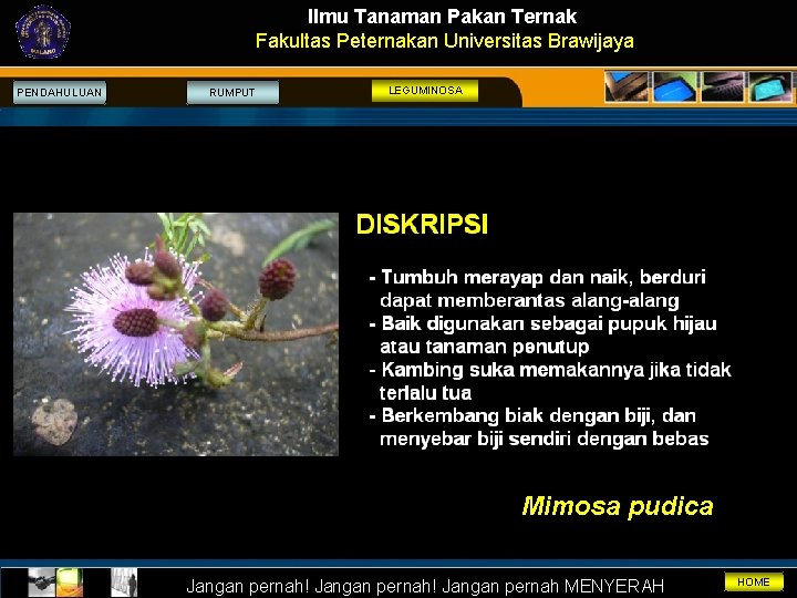 Ilmu Tanaman Pakan Ternak Fakultas Peternakan Universitas Brawijaya PENDAHULUAN RUMPUT LEGUMINOSA Mimosa pudica Jangan