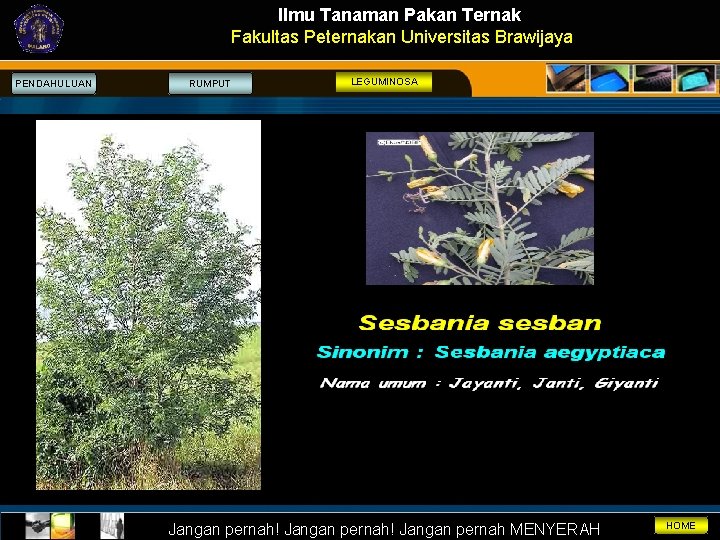 Ilmu Tanaman Pakan Ternak Fakultas Peternakan Universitas Brawijaya PENDAHULUAN RUMPUT LEGUMINOSA Jangan pernah! Jangan