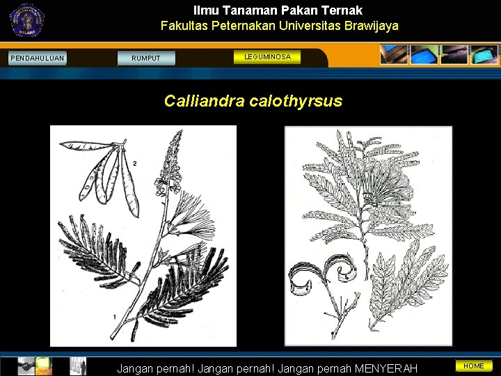 Ilmu Tanaman Pakan Ternak Fakultas Peternakan Universitas Brawijaya PENDAHULUAN RUMPUT LEGUMINOSA Calliandra calothyrsus Jangan