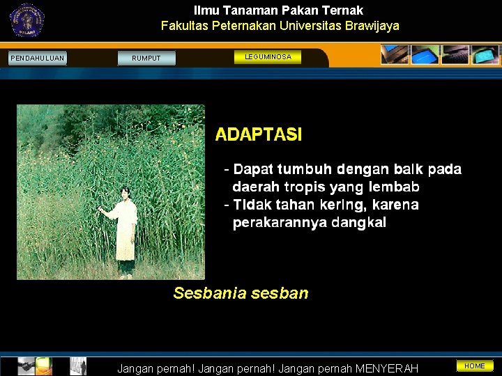 Ilmu Tanaman Pakan Ternak Fakultas Peternakan Universitas Brawijaya PENDAHULUAN RUMPUT LEGUMINOSA Sesbania sesban Jangan