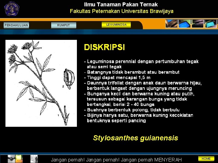 Ilmu Tanaman Pakan Ternak Fakultas Peternakan Universitas Brawijaya PENDAHULUAN RUMPUT LEGUMINOSA Stylosanthes guianensis Jangan