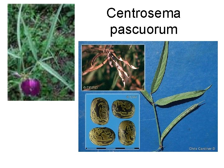 Centrosema pascuorum 