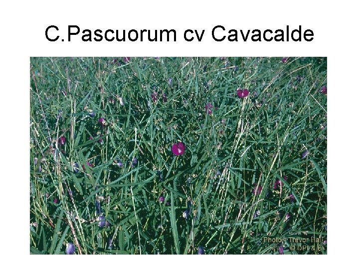 C. Pascuorum cv Cavacalde 