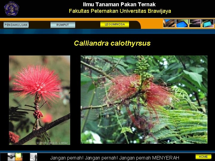 Ilmu Tanaman Pakan Ternak Fakultas Peternakan Universitas Brawijaya PENDAHULUAN RUMPUT LEGUMINOSA Calliandra calothyrsus Jangan