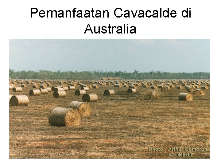 Pemanfaatan Cavacalde di Australia 