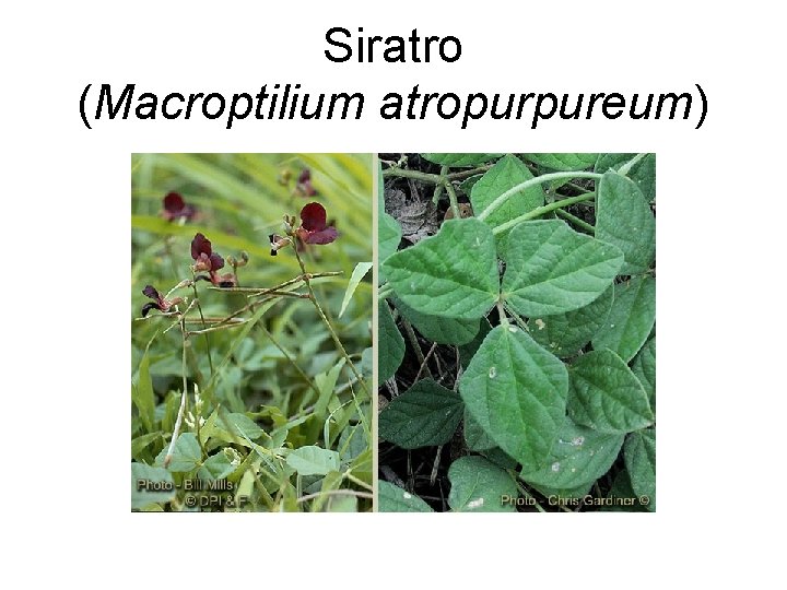 Siratro (Macroptilium atropurpureum) 