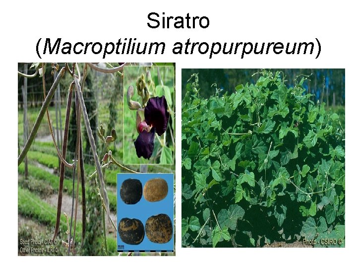 Siratro (Macroptilium atropurpureum) 