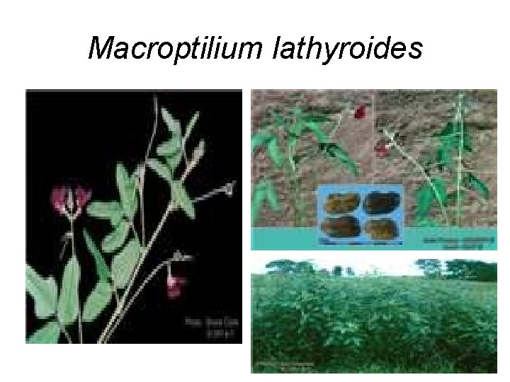 Macroptilium lathyroides 