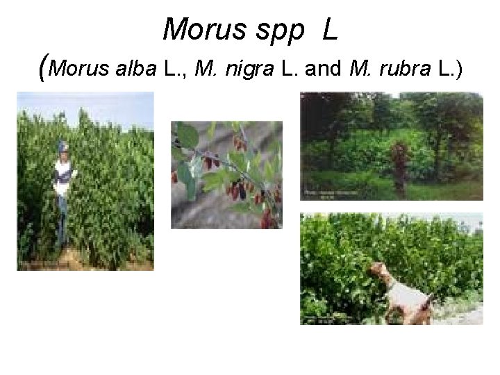 Morus spp L (Morus alba L. , M. nigra L. and M. rubra L.