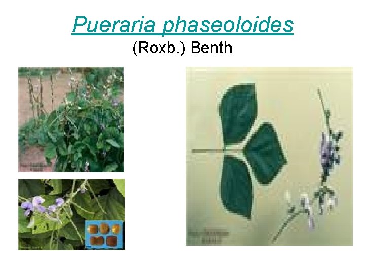 Pueraria phaseoloides (Roxb. ) Benth 